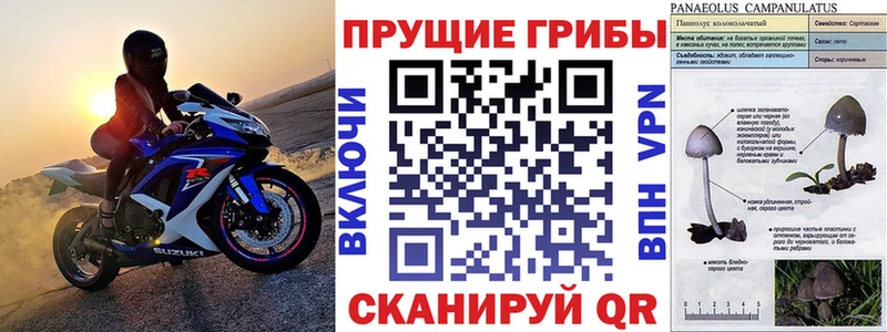 Купить закладки Высоковск Галлюциногенные грибы Psilocybe